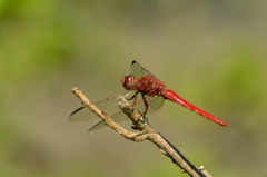 Orthemis nodiplaga