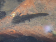 Pleurodelinae