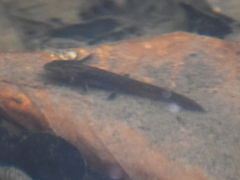 Pleurodelinae