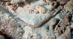 Corythoichthys haematopterus