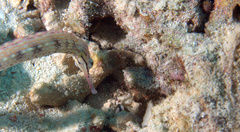 Corythoichthys haematopterus