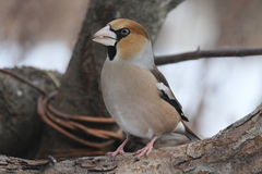 Coccothraustes coccothraustes
