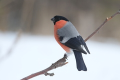 Pyrrhula pyrrhula