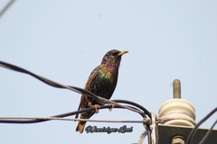 Sturnus vulgaris