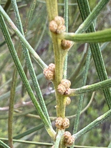 swamp wattle (Acacia elongata)