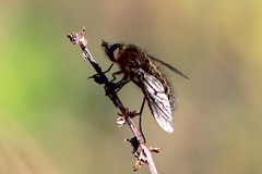 Conophorus nigripennis
