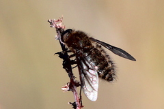 Conophorus nigripennis