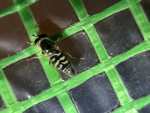 Unknown species found near Northwest Side, San Antonio, TX, US