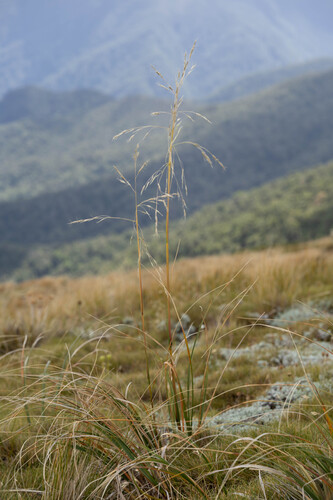 Mid-ribbed snow tussock (Chionochloa pallens)