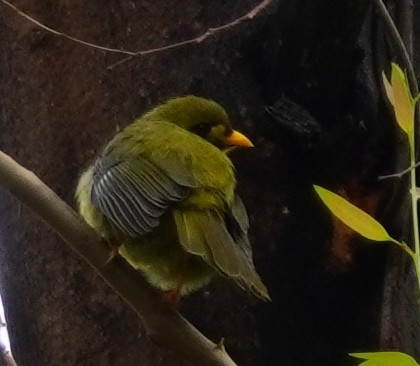 Bell Miner (Manorina melanophrys), photo 3