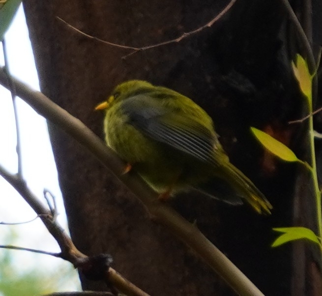 Bell Miner (Manorina melanophrys), photo 4
