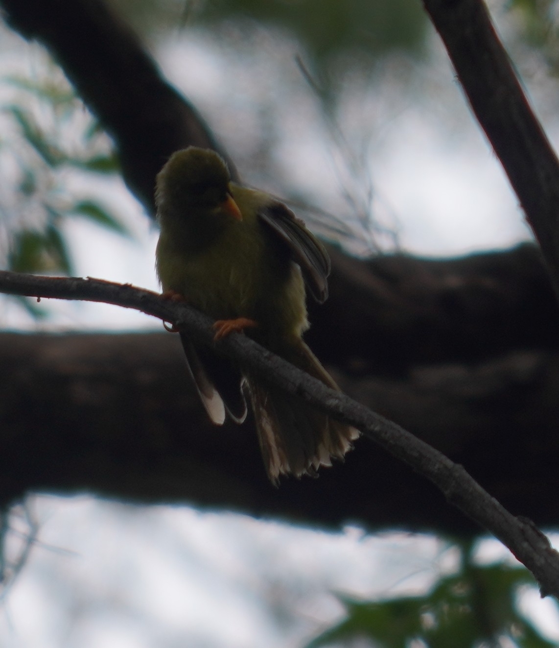Bell Miner (Manorina melanophrys), photo 5