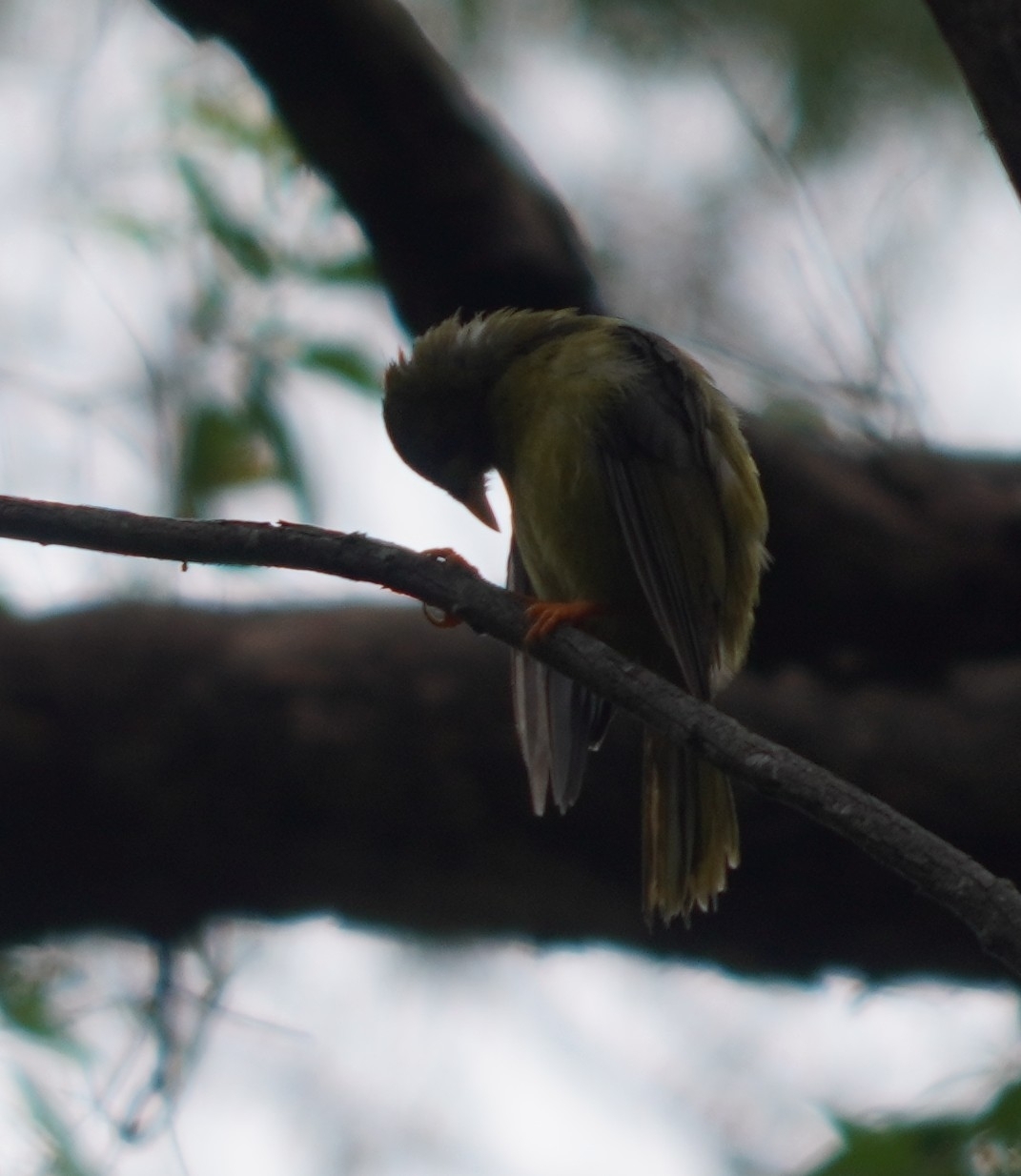 Bell Miner (Manorina melanophrys), photo 6