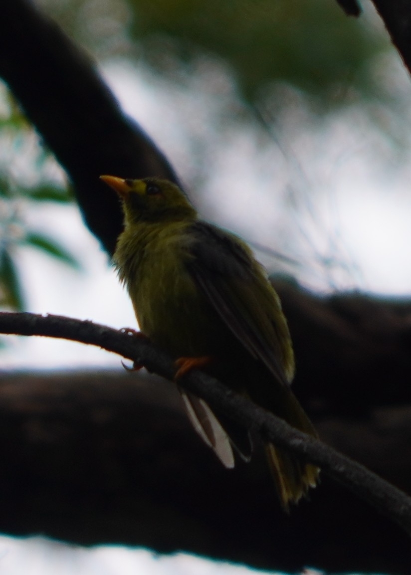 Bell Miner (Manorina melanophrys), photo 7