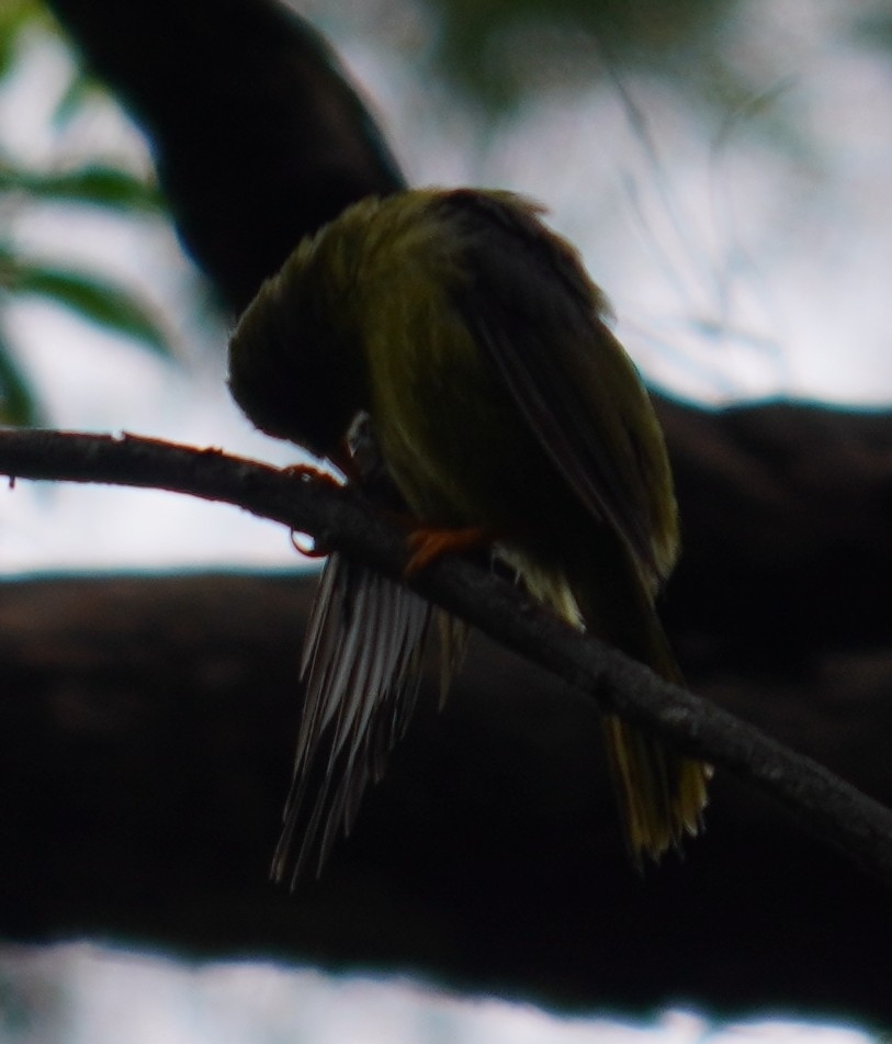 Bell Miner (Manorina melanophrys), photo 8