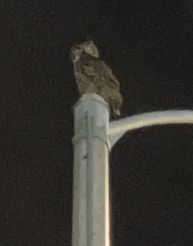 View observation of {o.common_name} on iNaturalist