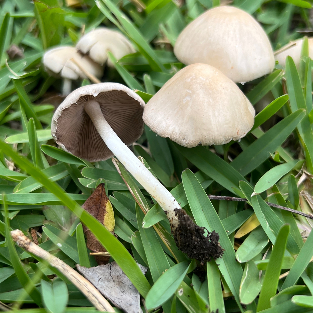 Candolleomyces candolleanus · February 2026 · photo: © douch (iNaturalist, cc-by-sa)