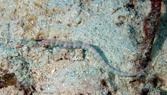 Corythoichthys haematopterus