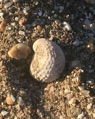 Bostrycapulus odites