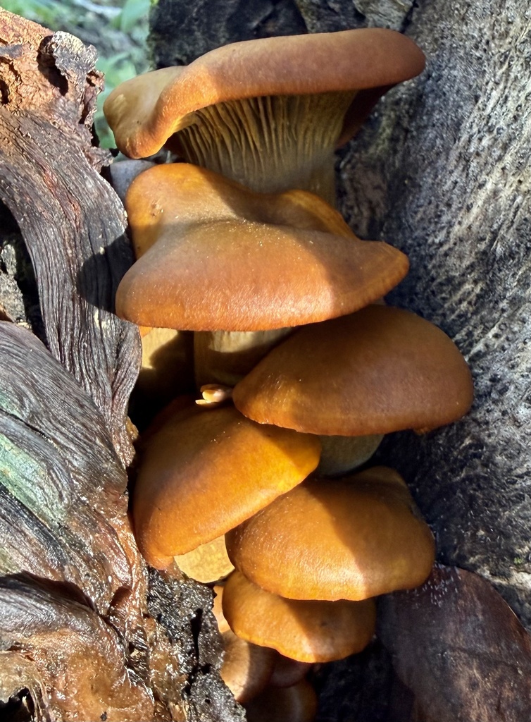 Omphalotus olivascens · February 2026 · photo: © hllrnnr (iNaturalist, cc0)