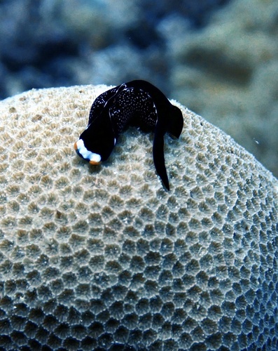 Mariaglaja inornata
