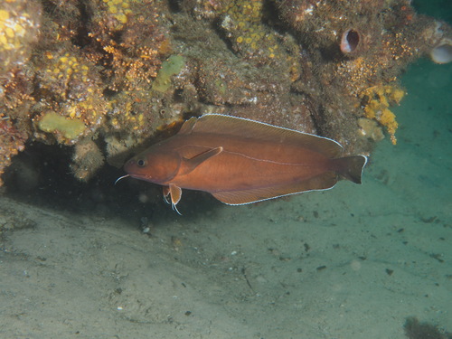 Baardrotskabeljauw (Lotella rhacina) — Moridae — 4