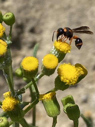 Leptochilus fortunatus