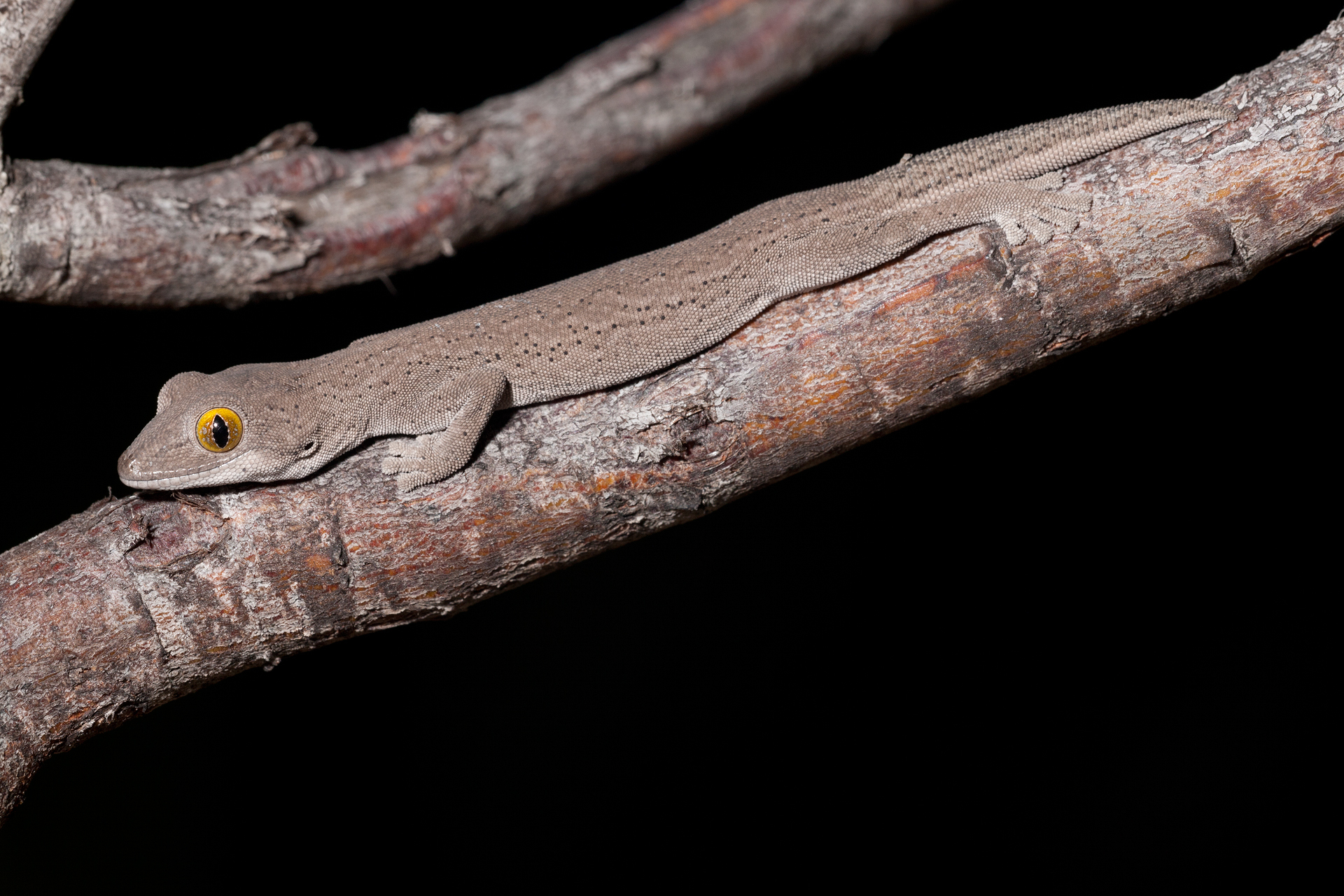 Golden-Eyed Gecko