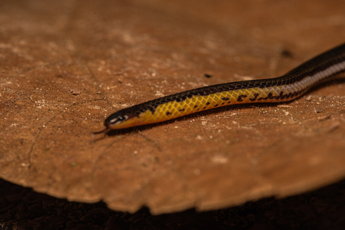 Bornean Reed Snake