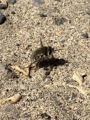 Dischistus atlanticus