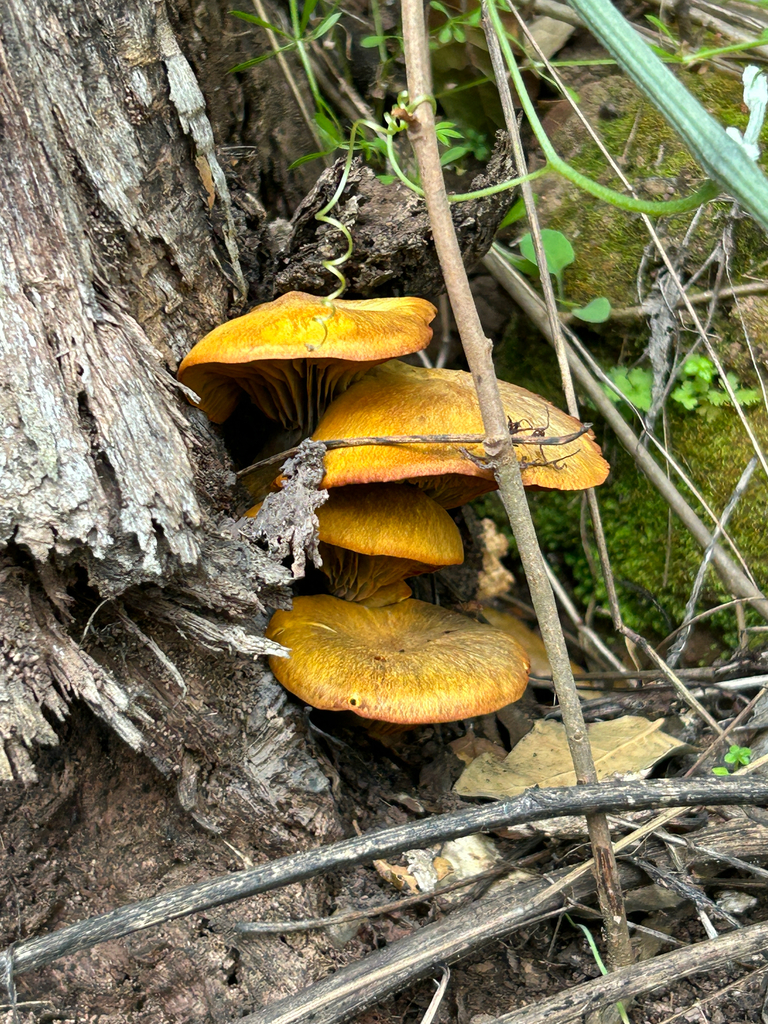 Omphalotus olivascens · February 2026 · photo: © nettiecat (iNaturalist, cc-by)