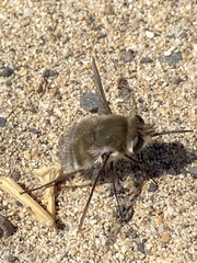 Dischistus atlanticus