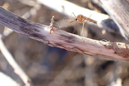 Unknown species found near Socorro County, NM, USA