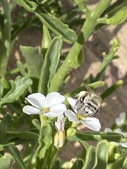 Anthophora pulverosa