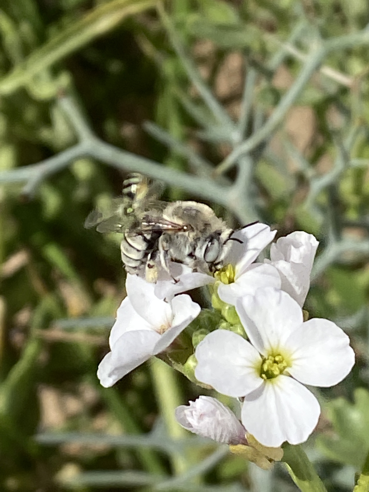 Anthophora pulverosa