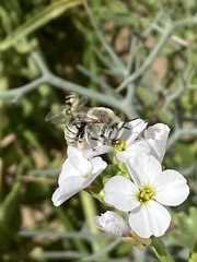 Anthophora pulverosa