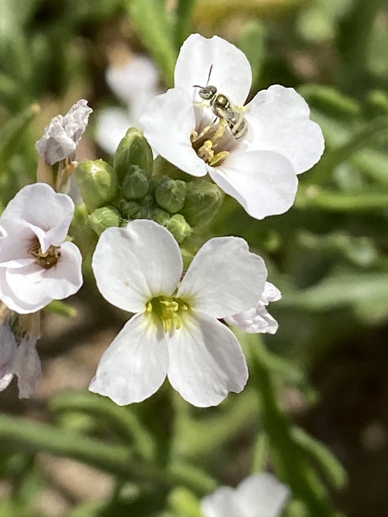 Ceylalictus variegatus