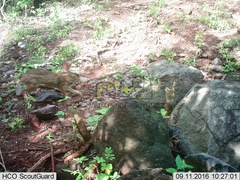 Sylvilagus cunicularius insolitus