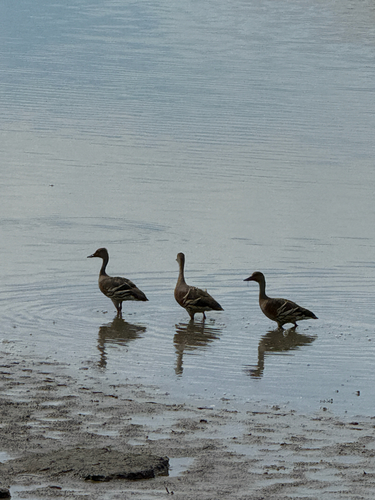 Plumed Whistling Duck (Dendrocygna eytoni), photo 7