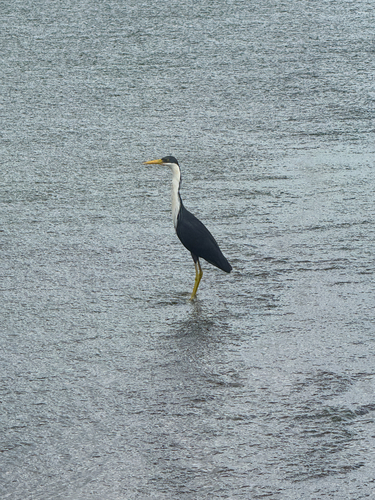 Pied Heron (Egretta picata)