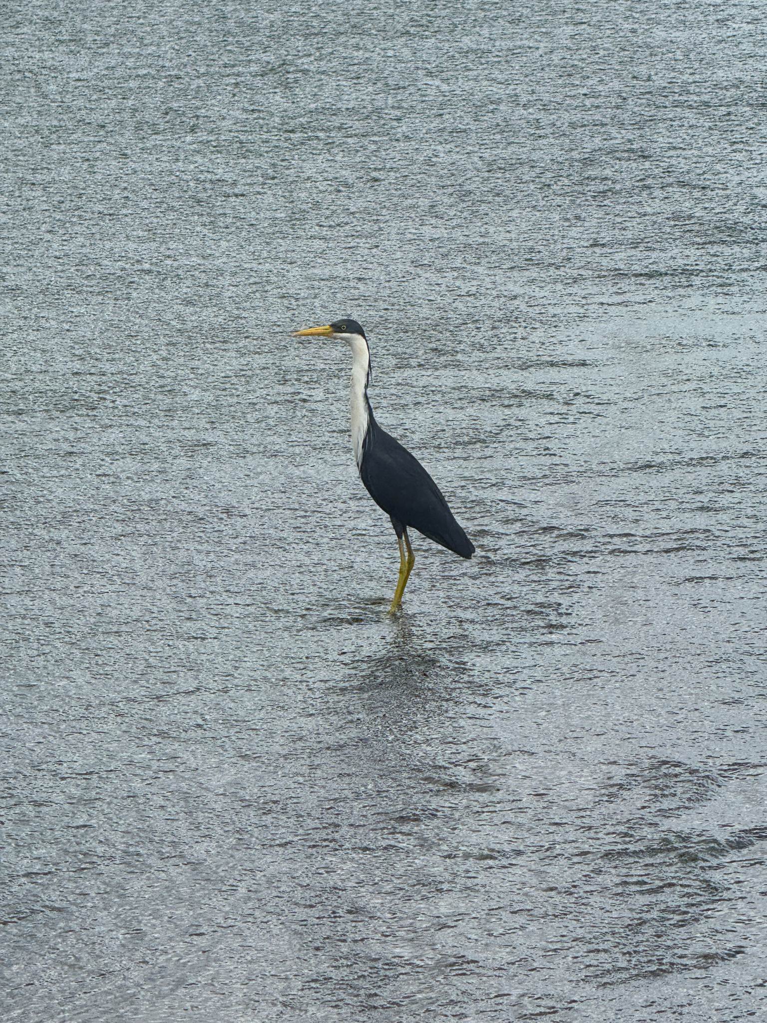 Pied Heron (Egretta picata), photo 1