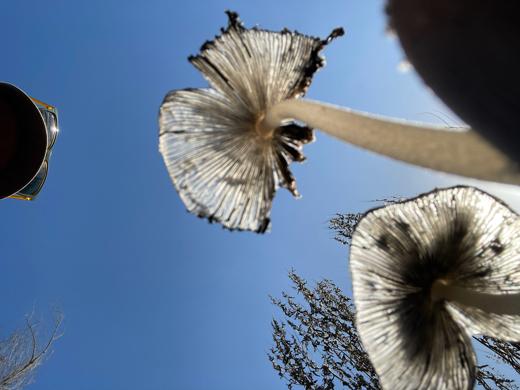 Coprinopsis lagopus · February 2026 · photo: © markvalen (iNaturalist, cc-by)