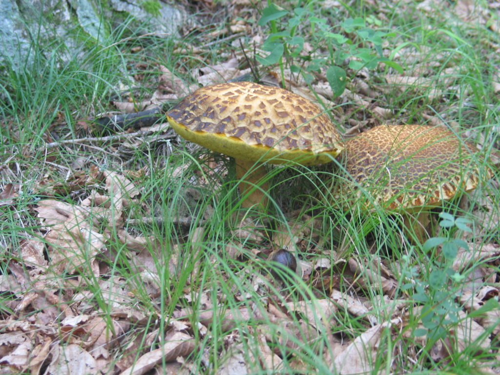 Rugiboletus extremiorientalis · August 2006 · photo: © igorrovkovsky (iNaturalist, cc-by)
