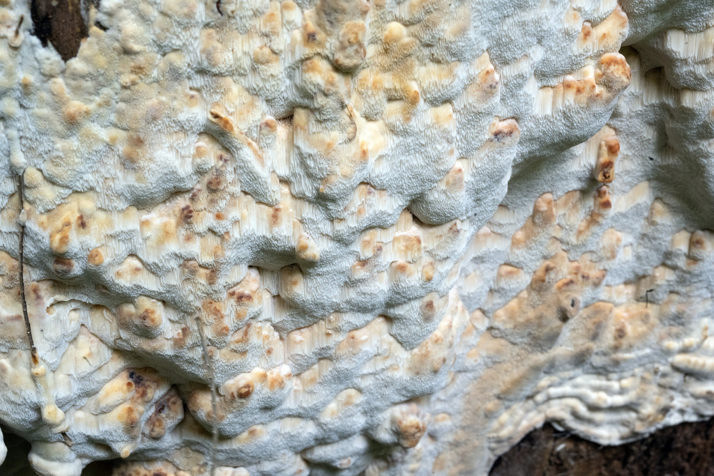 Atlantiporus squalidus · December 2025 · photo: © cooperj (iNaturalist, cc0)