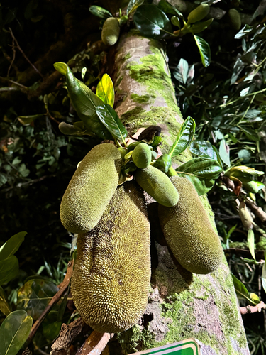 Artocarpus heterophyllus observed 2026-02-05