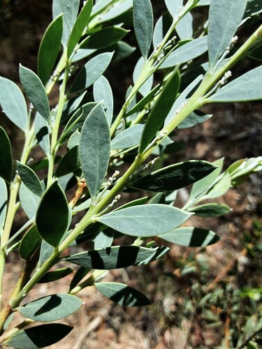 Acacia lunata, 2026-02-05