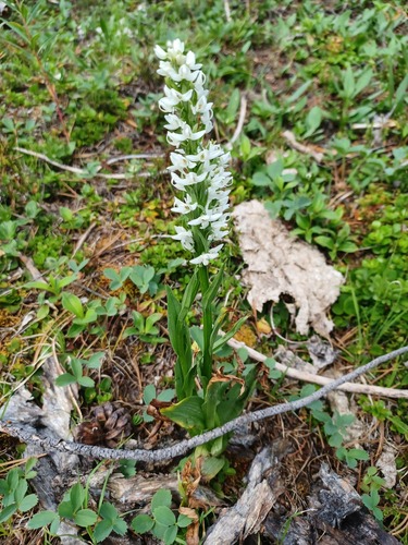 white bog orchid