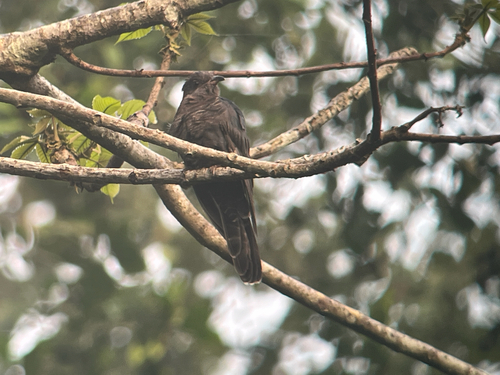 iNaturalist image