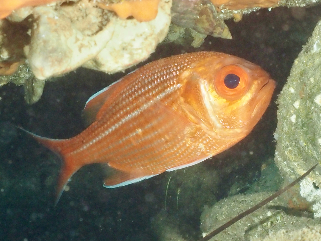 Bight red fish (Centroberyx gerrardi) — Berycidae