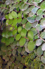 Metrosideros carminea